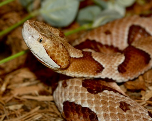 A close-up of a brown and tan patterned snake resting on the ground among leaves and pine needles.