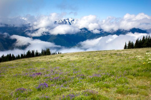 A scenic view of a grassy meadow with purple wildflowers, mountains, and clouds in the background.