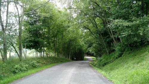 A winding road surrounded by lush green trees and foliage, creating a serene, natural atmosphere.