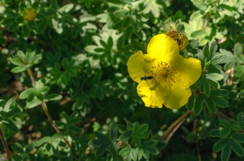 A close-up of a bright yellow flower with an ant on it, surrounded by green leaves.