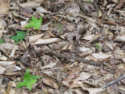 A camouflaged snake blends into a forest floor covered with dry leaves and green plants.