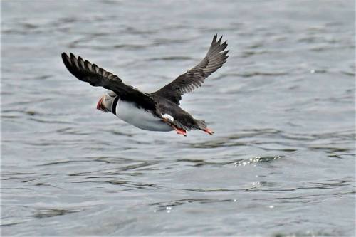 A puffin in flight over the water, wings spread wide, with a backdrop of rippling waves.