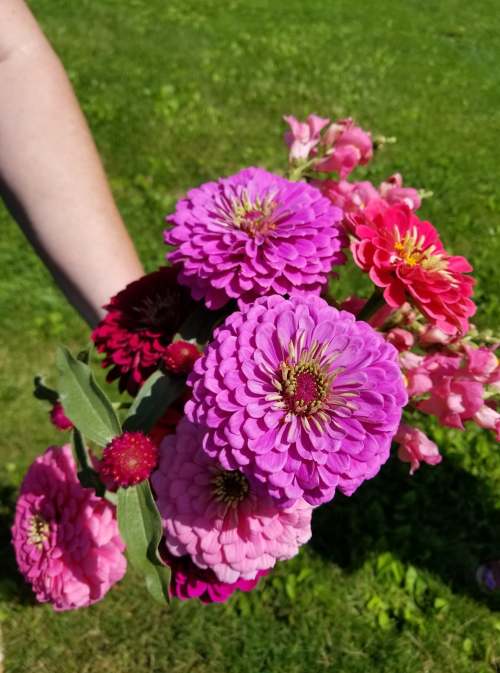 A hand holding a vibrant bouquet of pink and purple flowers against a green grassy background.