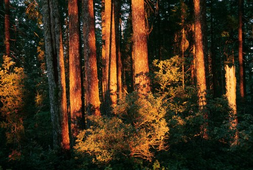 Sunlight filters through tall trees, casting warm orange hues on the forest floor and surrounding greenery.
