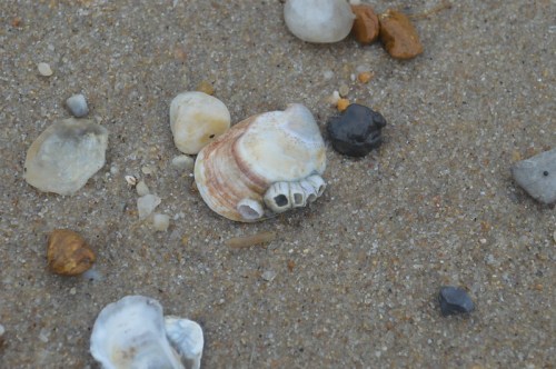 A variety of seashells and pebbles scattered on sandy beach terrain.