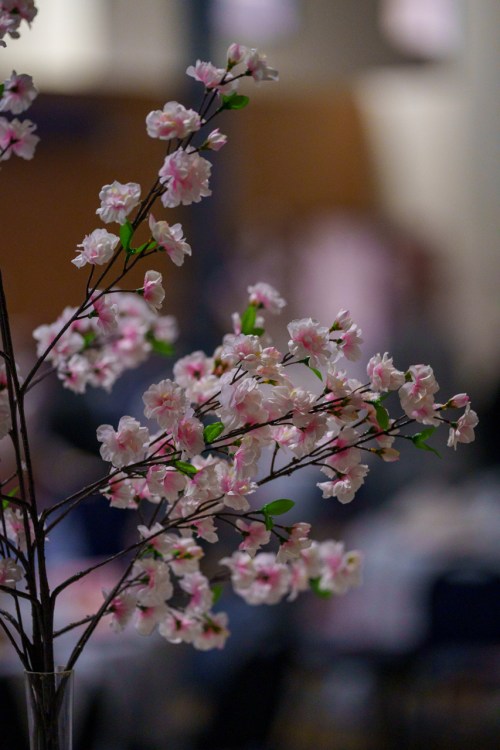 A close-up of pink cherry blossom flowers on a branch, with a blurred background of a decorated space.