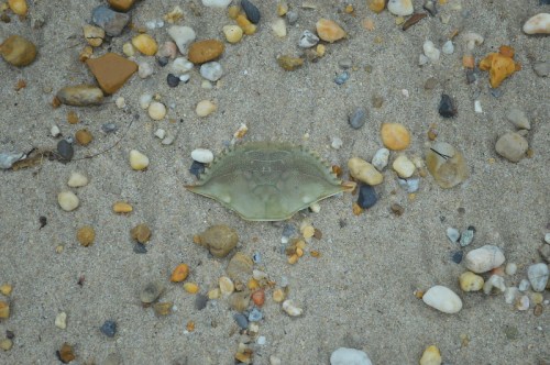 A flat crab resting on sandy beach, surrounded by small pebbles and stones.