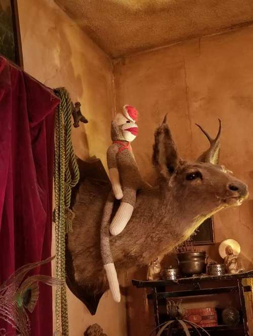 A stuffed deer head mounted on a wall with a sock monkey sitting on it, surrounded by vintage decor.