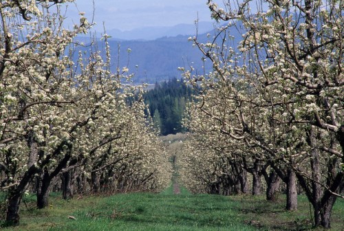Blossoming pear trees line a green path, with mountains in the background under a clear blue sky.