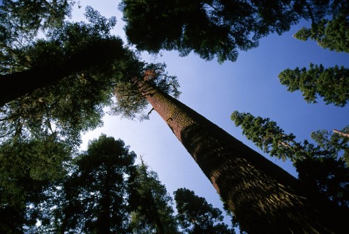 Looking up at tall trees against a clear blue sky, surrounded by lush green foliage.