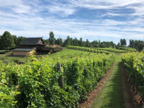 A scenic vineyard with lush green rows of grapevines leading to a rustic building under a blue sky.