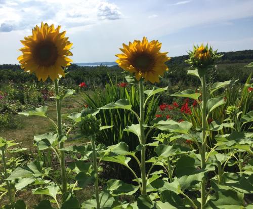 Three vibrant sunflowers stand tall in a lush garden, with a scenic view of greenery and a distant body of water.