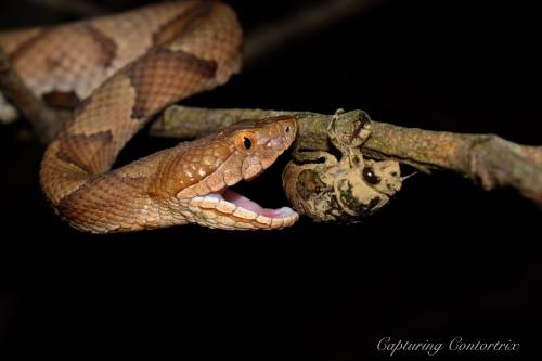 A snake with its mouth open is poised to strike at a cicada on a branch in a dark setting.