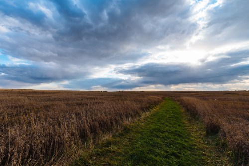 A grassy path winds through a golden field under a dramatic sky filled with clouds and sunlight.