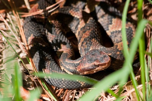 A coiled snake resting on the ground, surrounded by grass and pine needles, showcasing its dark, patterned scales.