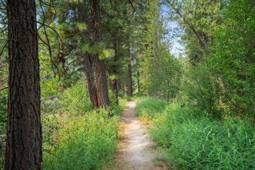 A winding dirt path through a lush green forest, surrounded by tall trees and vibrant foliage.