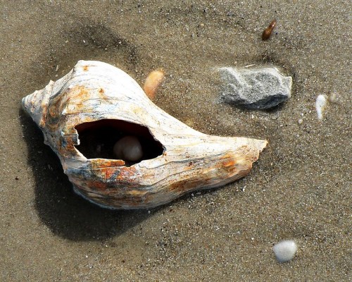 A weathered seashell partially buried in sandy beach, with a small stone and other pebbles nearby.