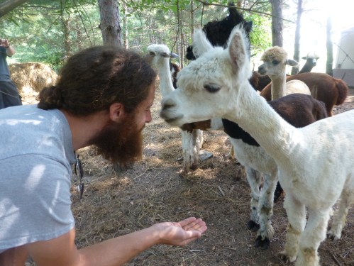 A man with a beard interacts with a white alpaca among several other alpacas in a wooded area.