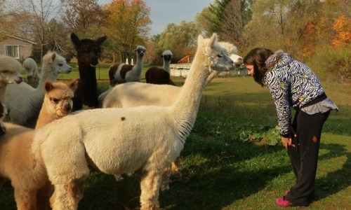A person leans down to interact with a white alpaca among a group of other alpacas in a grassy field.