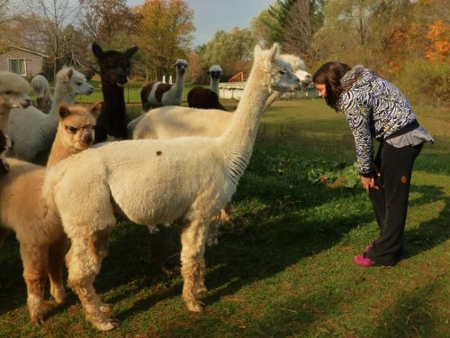 A woman in a patterned jacket interacts with a white alpaca among a group of alpacas in a grassy field.