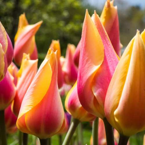 A close-up of vibrant pink and yellow tulips in a sunny garden, showcasing their delicate petals.