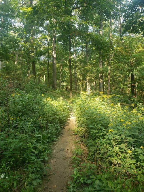 A narrow dirt path winds through a lush green forest filled with tall trees and blooming wildflowers.