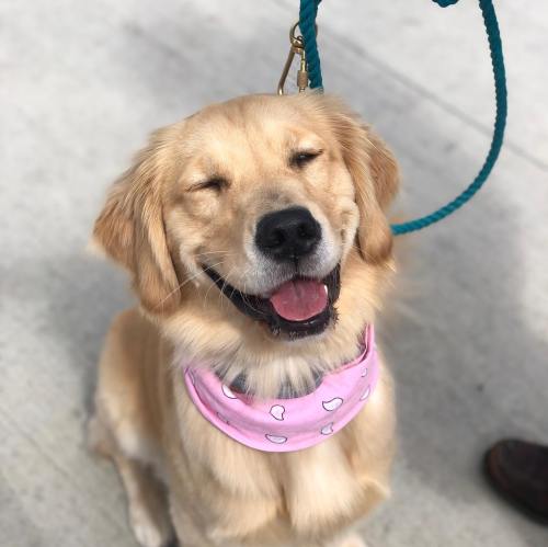 A happy golden retriever wearing a pink bandana, sitting with eyes closed and a big smile.