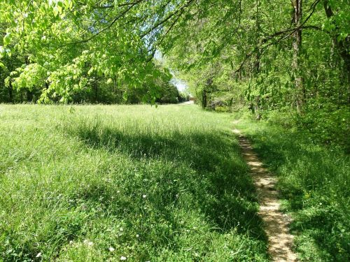 A serene path winding through a lush green meadow, surrounded by trees and vibrant foliage under a clear blue sky.
