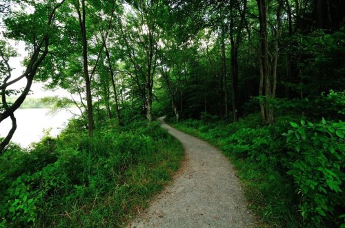 A winding gravel path through lush green trees, leading towards a serene body of water in the distance.