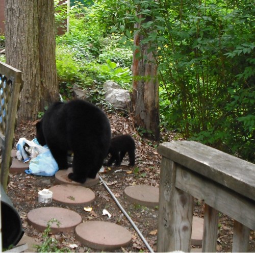A black bear and a cub rummage through trash in a wooded area, surrounded by greenery and stones.