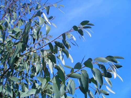 Eucalyptus tree branches with green leaves against a clear blue sky.
