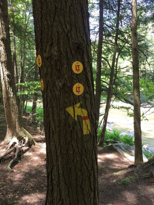 A tree in a forest with yellow trail markers and a painted yellow symbol, near a stream and surrounded by greenery.