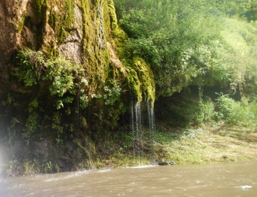 A moss-covered cliff with a small waterfall cascading into a calm, muddy river surrounded by lush greenery.