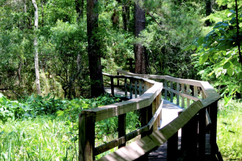 A wooden boardwalk winds through a lush green forest, surrounded by trees and foliage.