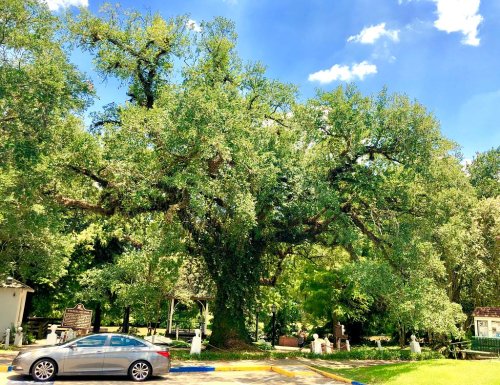 A large, leafy tree stands in a park, with a car parked nearby and blue skies in the background.