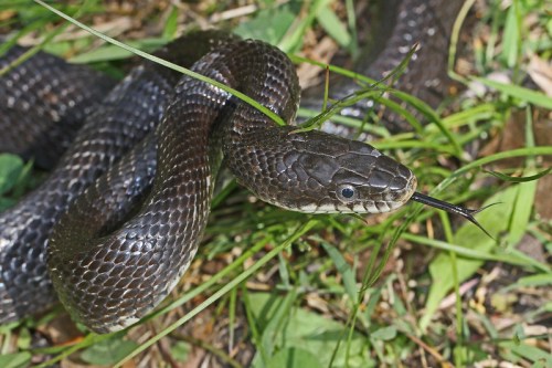 A close-up of a black snake with a forked tongue, resting among green grass and leaves.