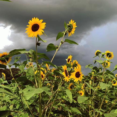 A field of vibrant sunflowers against a backdrop of dark, stormy clouds.