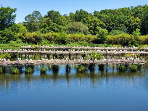 A serene wetland scene with numerous birds perched on wooden platforms surrounded by lush greenery and calm water.