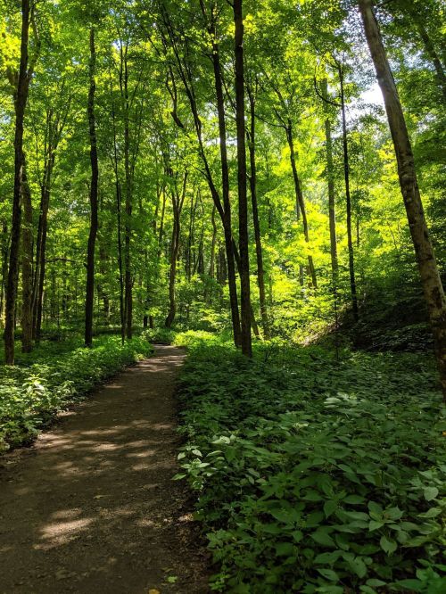 A sunlit forest path surrounded by tall green trees and lush undergrowth.