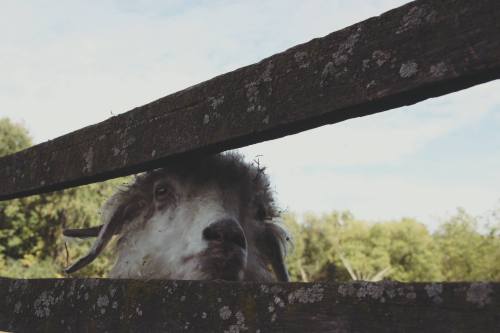 A sheep peeks through a wooden fence, surrounded by greenery and a clear blue sky.