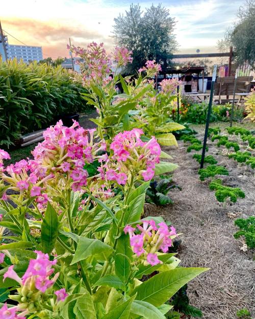 A vibrant garden with pink flowers in bloom, surrounded by greenery and a sunset sky in the background.
