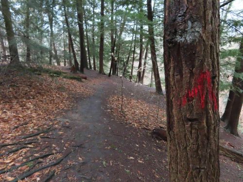 A forest path winding through trees, with a red trail marker on a nearby tree trunk. Fallen leaves cover the ground.