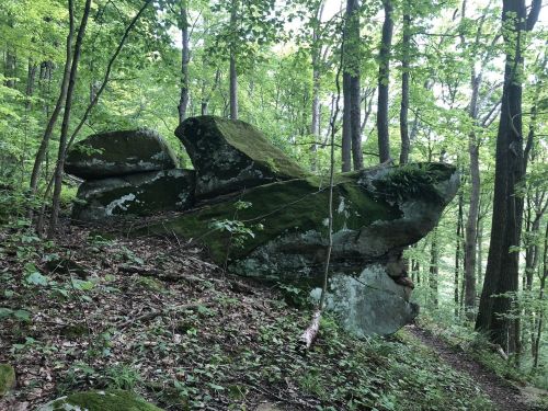 A large moss-covered rock surrounded by lush green trees and foliage on a forest trail.