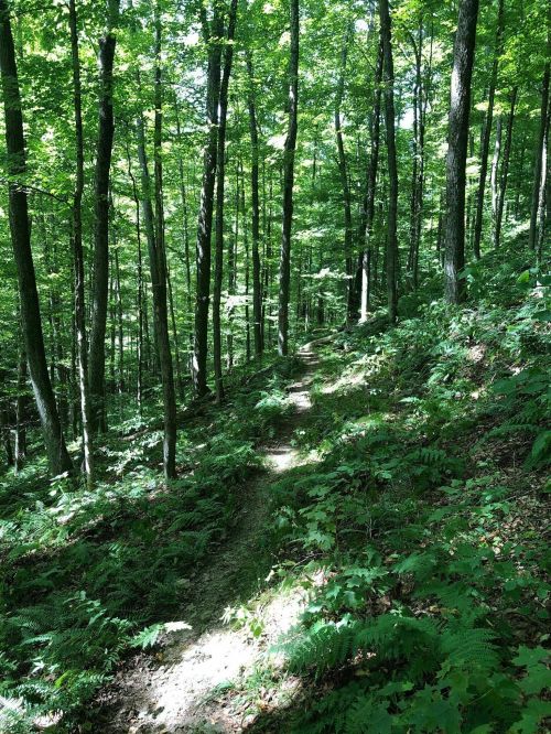 A sunlit forest path winding through lush green trees and ferns.