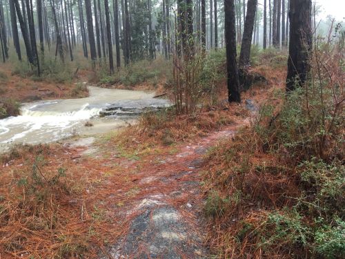 A forest scene with a muddy path, flowing water, and pine needles scattered on the ground, surrounded by tall trees.
