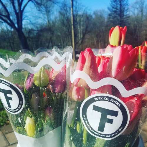 Two bouquets of colorful tulips in clear packaging, with a scenic outdoor background.