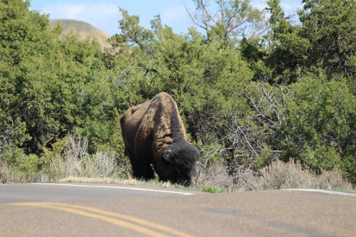 A bison grazing near a road, surrounded by green shrubs and trees under a clear blue sky.
