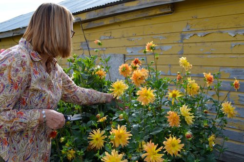 A woman in a patterned shirt trims vibrant orange flowers near a weathered yellow building.