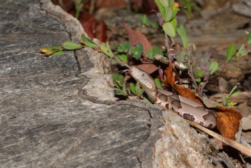 A snake partially hidden among leaves and plants, resting on a textured log in a natural setting.