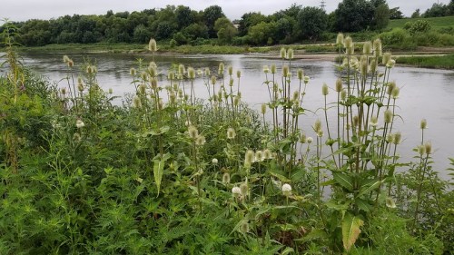 Lush green plants with white flowers line a riverbank, reflecting a serene natural landscape under a cloudy sky.